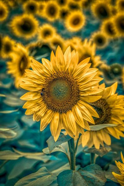Full Sunflower