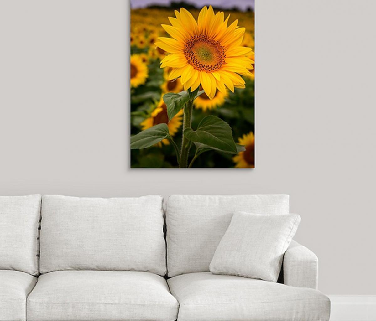 Lone Sunflower picture