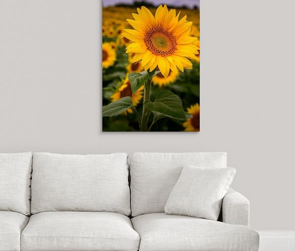 Lone Sunflower picture
