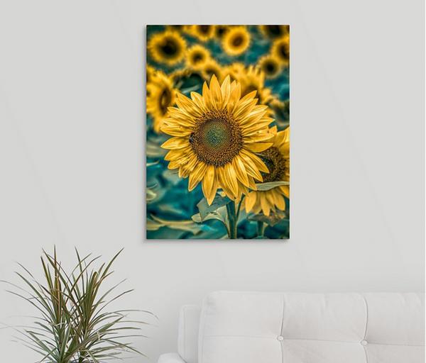 Full Sunflower picture