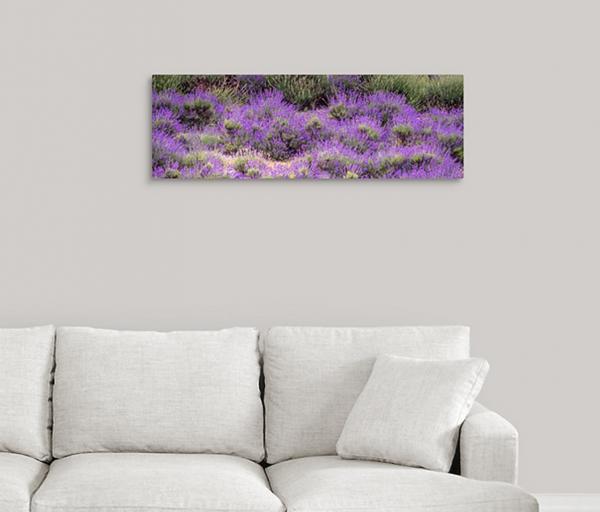 Lavender picture