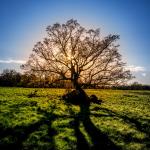 Silhouetted Oak