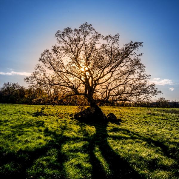 Silhouetted Oak picture