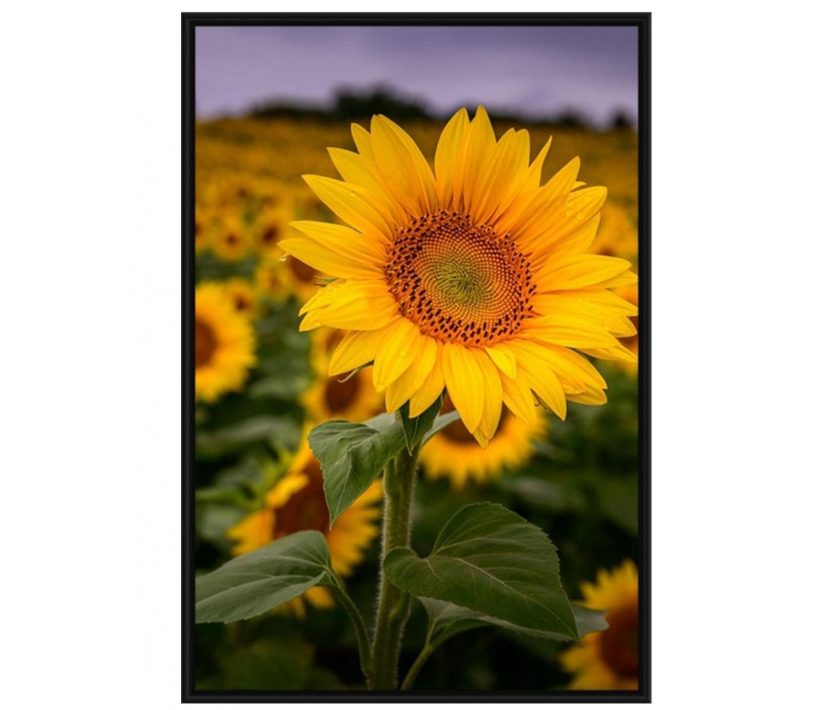 Lone Sunflower picture