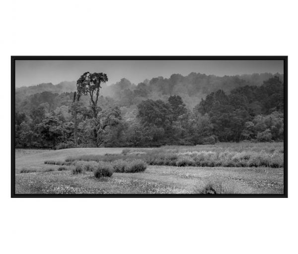 B&W Lavender picture