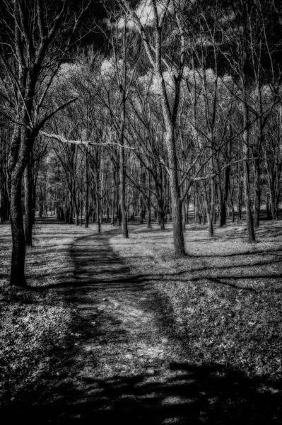 Eerie Path picture