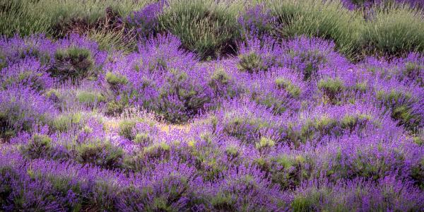 Lavender picture