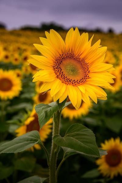 Lone Sunflower picture