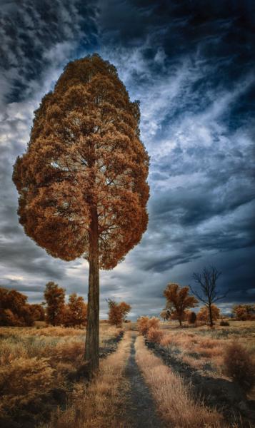 Tall Trail