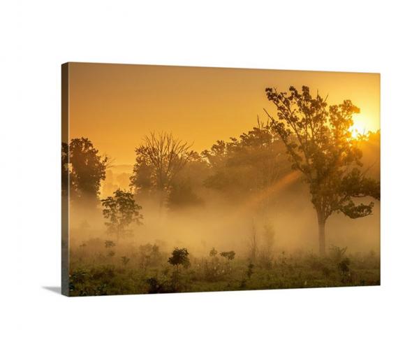 Sun Rays picture