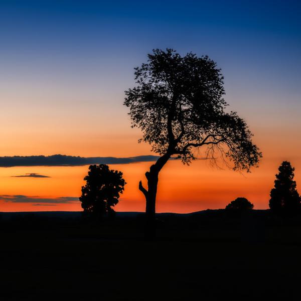 Sunset Silhouette picture