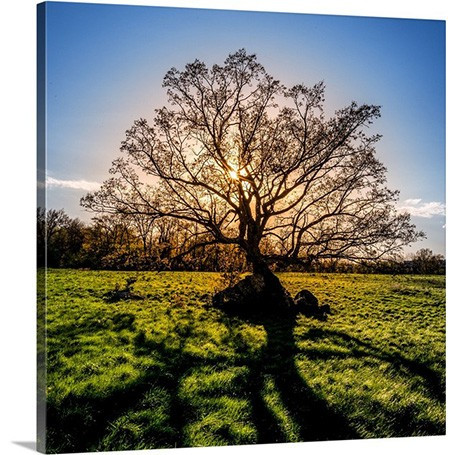 Silhouetted Oak picture