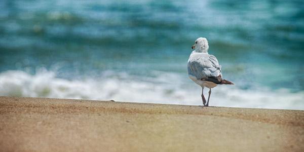 Walk on the Beach