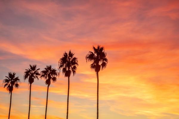 Palm trees at sunset in La Jolla, California
