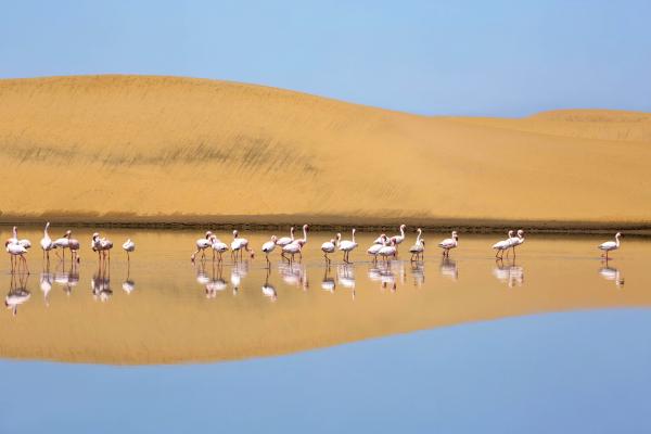 A flock of lesser flamingos in Walvis Bay, Namibia