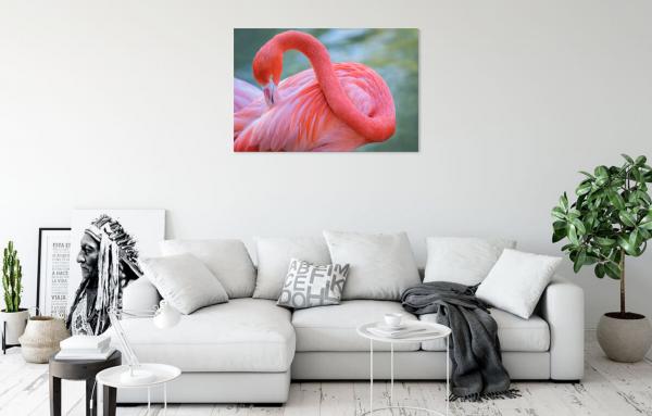 The Caribbean Flamingo picture