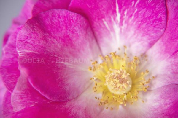 Pink Delight picture