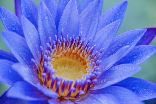 Blue Water Lily