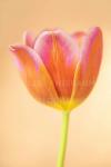 Rainbow Tulip