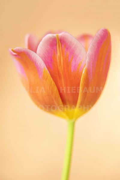 Rainbow Tulip