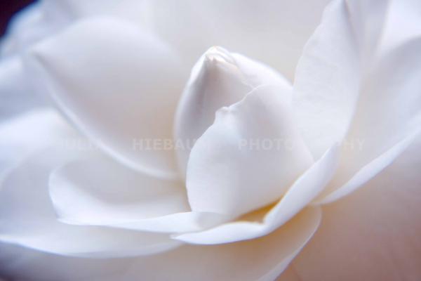 Unfolding Camellia picture