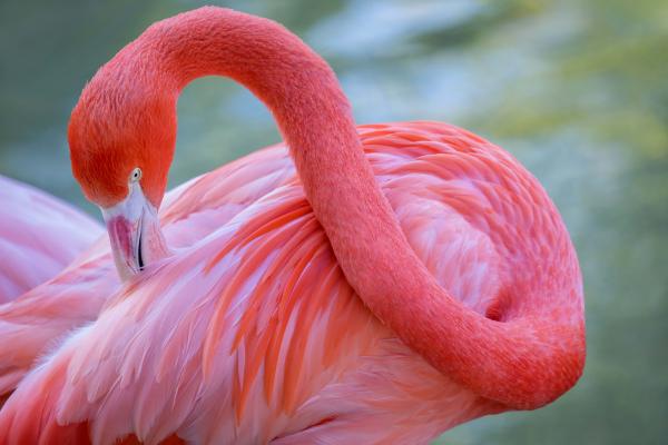 The Caribbean Flamingo