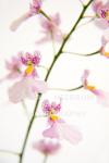 Oncidium Orchid Flowers