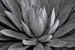 Blue Glow Agave