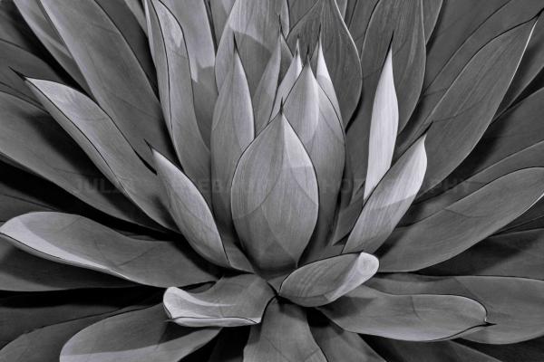 Blue Glow Agave
