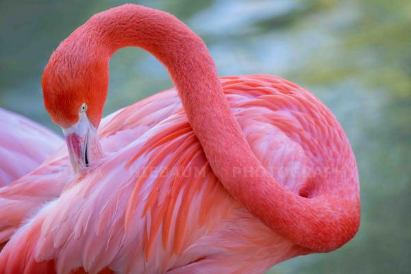 The Caribbean Flamingo