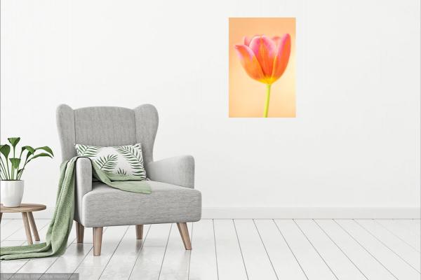 Rainbow Tulip picture
