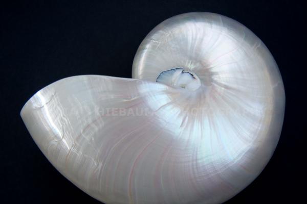 Nautilus Shell picture