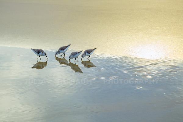 Sandpipers at La Jolla Shores Beach, La Jolla, California