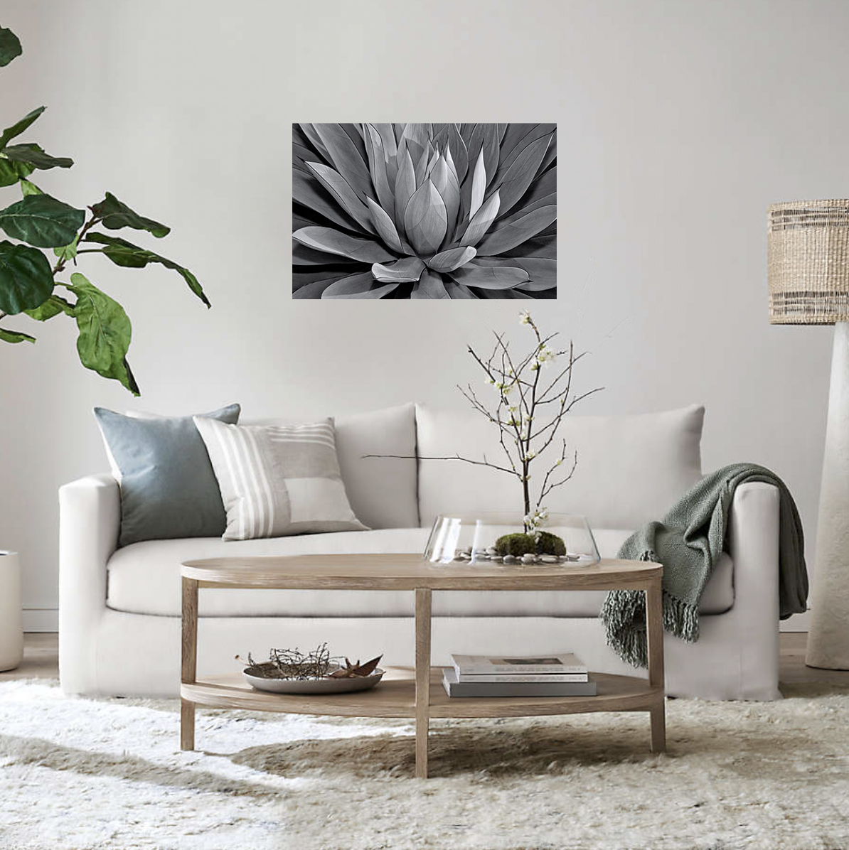 Blue Glow Agave picture