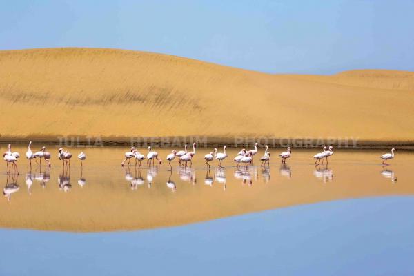 A flock of lesser flamingos in Walvis Bay, Namibia