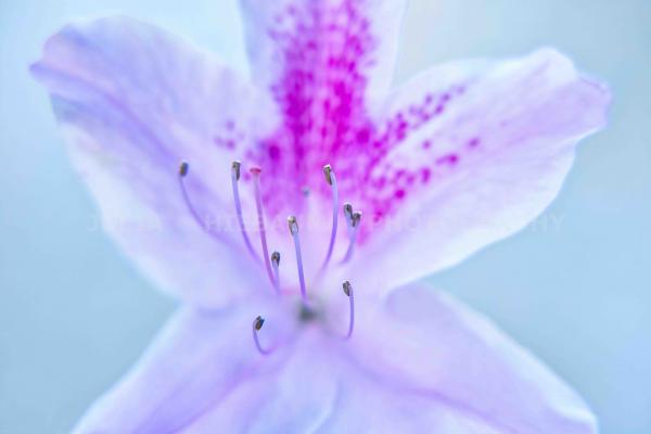 Flowering Azalea picture