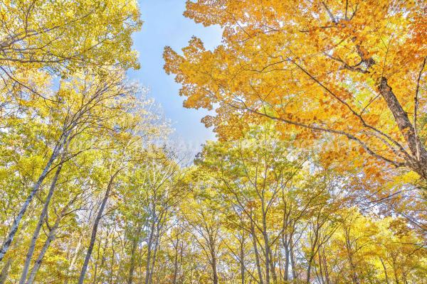 Autumn landscape in Bar Harbor, Maine