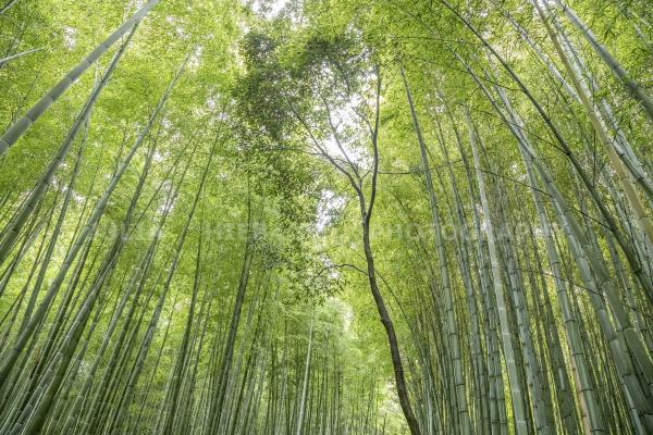 Bamboo forest in Kyoto, Japan