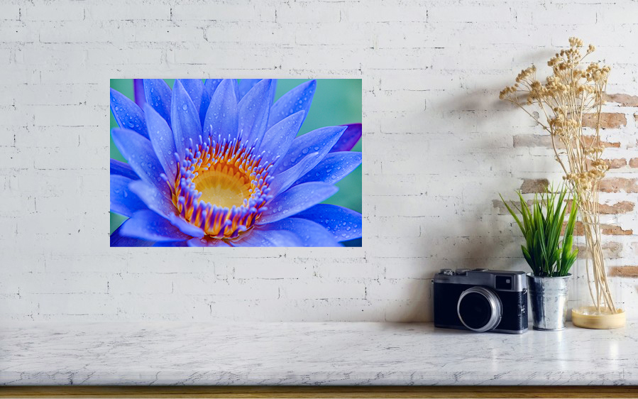 Blue Water Lily picture