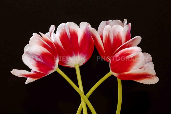 Waltz of Tulips