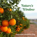 Nature&rsquo;s Window