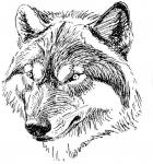 Hungry Like the Wolf Vintage