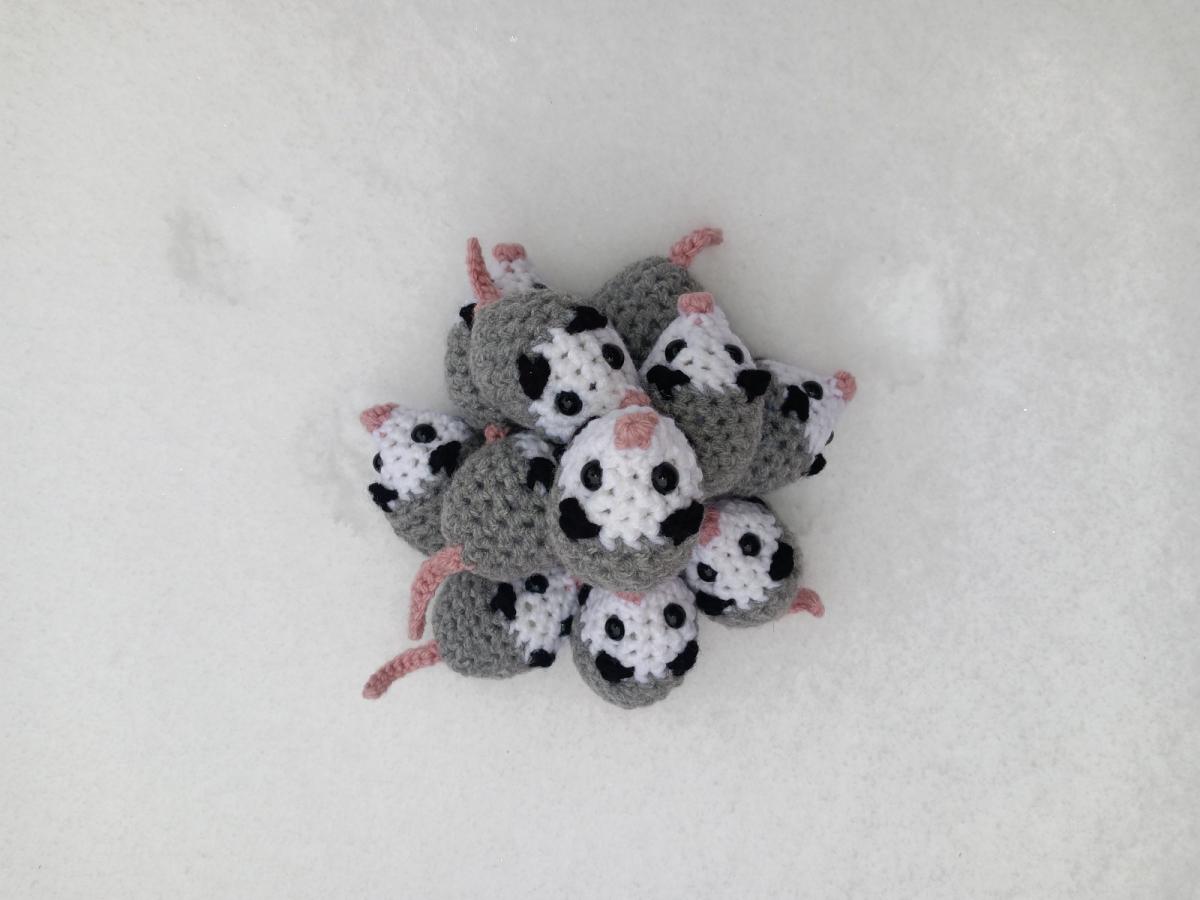 Small Opossum picture