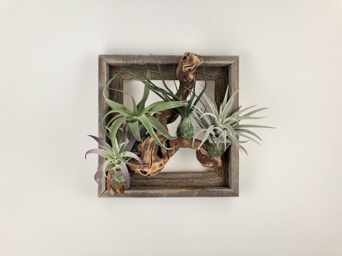 Framed Air Plant Garden picture