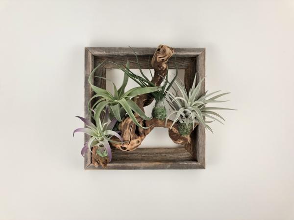 Framed Air Plant Garden picture