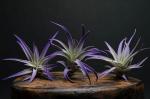 3 Harrisii Air Plants - Tinted Purple
