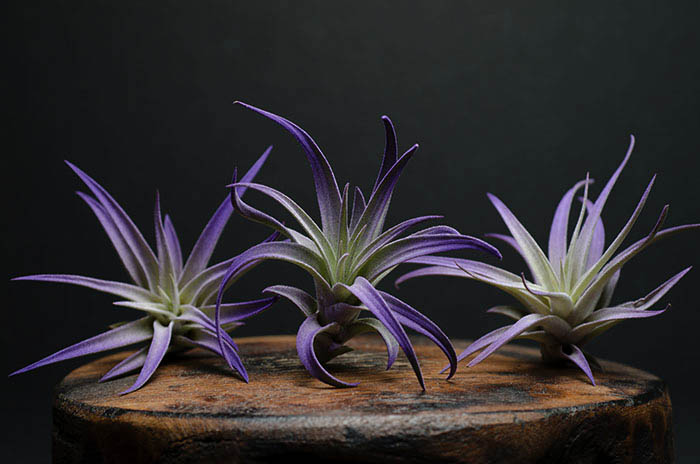 3 Harrisii Air Plants - Tinted Purple picture