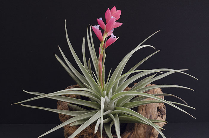 3 Blooming Stricta Air Plants picture