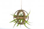 Wood Sphere Air Plant Hanger -  With Plant