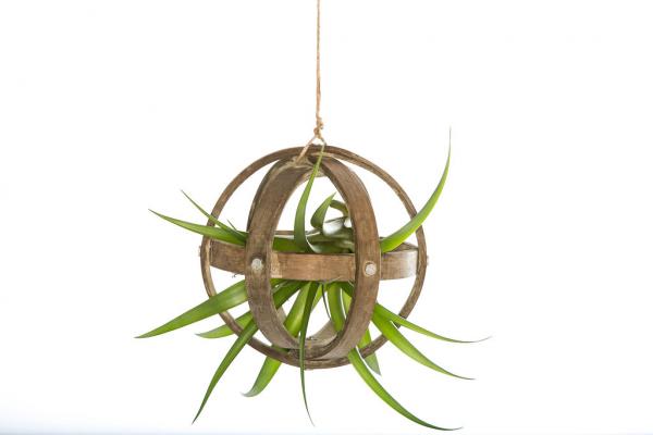 Wood Sphere Air Plant Hanger -  With Plant picture